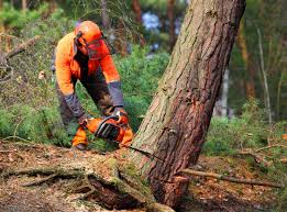 How Our Tree Care Process Works  in  Lacy Lakeview, TX